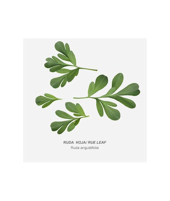 RUDA NO ALIMENTARIA PLANTA CORTADA 50 GR.