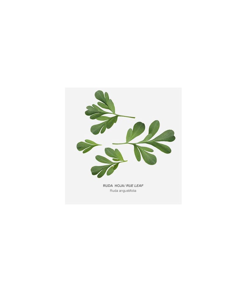 RUDA NO ALIMENTARIA PLANTA CORTADA 50 GR.