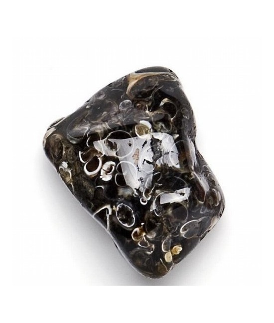 Mineral Rodado Grande de Turritella
Medidas: 30-40mm aprox.de diámetro 
