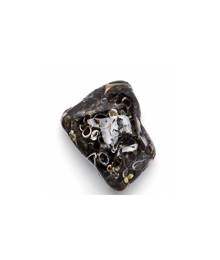 Mineral Rodado Grande de Turritella
Medidas: 30-40mm aprox.de diámetro 