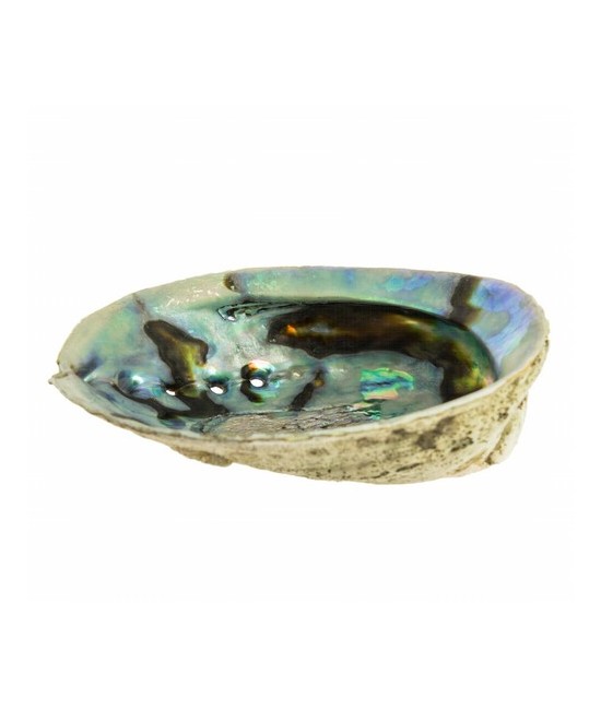 Tradicionalmente los amerindios usan el abalone en sus rituales para quemar plantas curativas como la salvia o la yerba santa. 