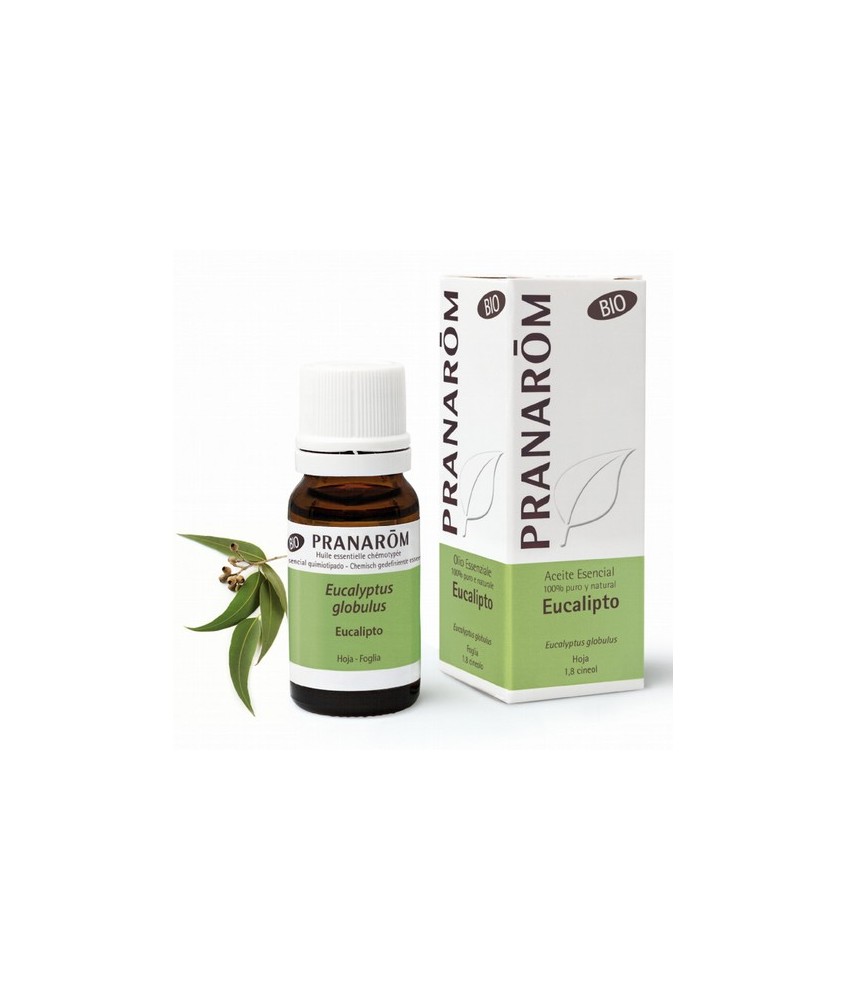 Eucalyptus globulus
Muy extendido por todo el mundo (España, Chile, India, China...) y muy utilizado por sus propiedades curat