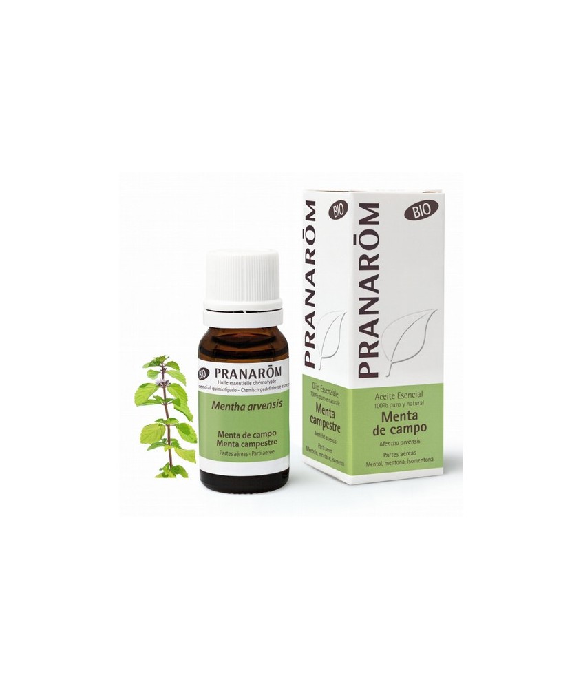Mentha arvensis
"Originarias de Europa, las mentas se han extendido por todo el globo hasta América del norte, Australia y Jap