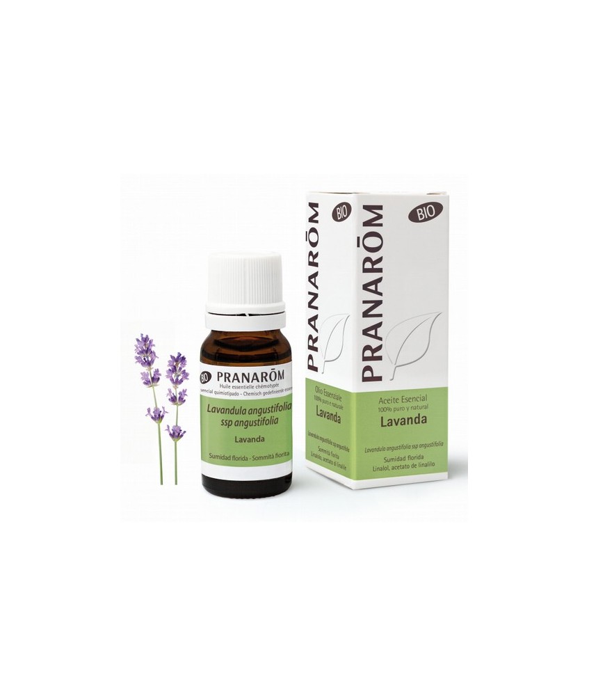 Lavandula angustifolia
La lavanda es un hito en la aromaterapia moderna. Su perfecta inocuidad y su excelente tolerancia, comb