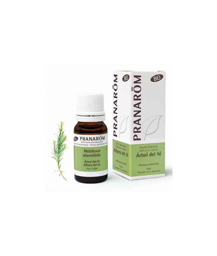 Melaleuca alternifolia
El árbol de té es un aceite esencial con una enorme reputación. Se encuentra en un gran número de produ