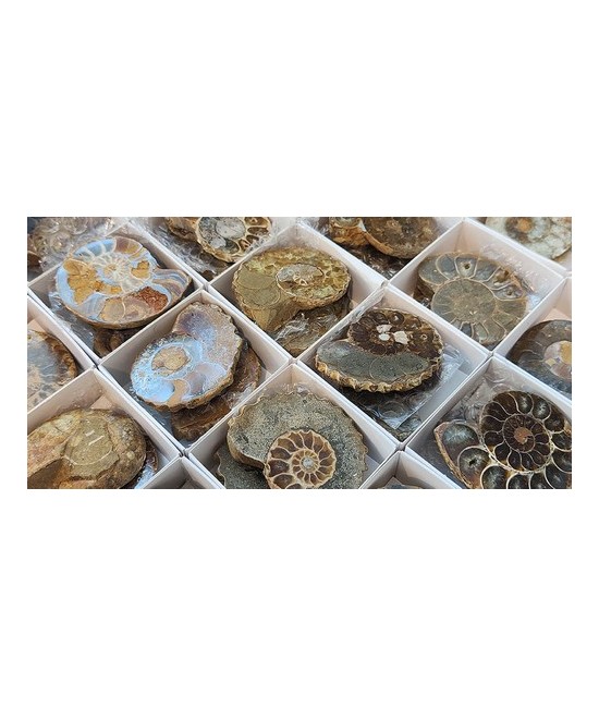 SE VENDE POR UNIDAD EN PAREJA
Parejas de Ammonites Pulidos de 5cm.