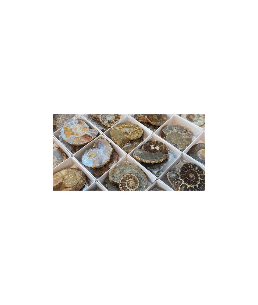 SE VENDE POR UNIDAD EN PAREJA
Parejas de Ammonites Pulidos de 5cm.