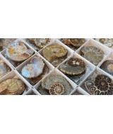SE VENDE POR UNIDAD EN PAREJA
Parejas de Ammonites Pulidos de 5cm.