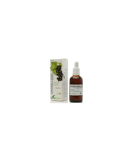 Extracto natural de hojas de Ribes nigrum L. en glicerina vegetal.
